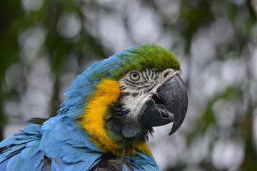 Profil d'un perroquet Ara bleu
