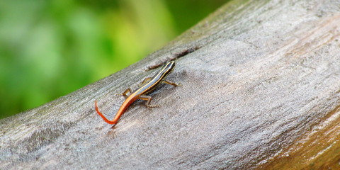 lucertola piccolissima in Thailandia