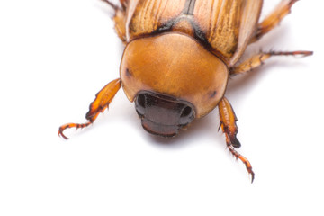 close up may beetle or cockchafer isolated on white background