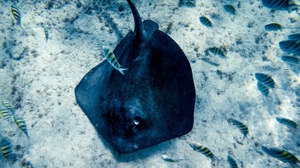 Underwater Stingray