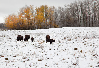 herd of bison in winter