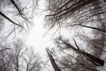 Fototapeta na wymiar Snowing landscape in the park. Fisheye lens effects 