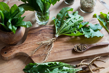 Whole dandelion plant including root on a wooden table