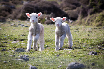 Happy Lambs © Joshua Daniels
