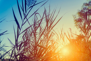Reeds in the evening