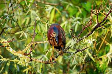 Green heron sitting on a tree