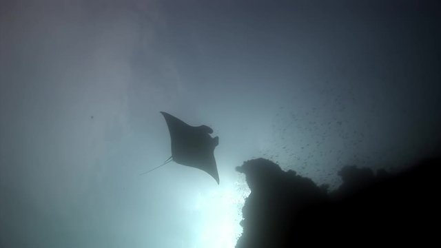 Manta ray and remora fish underwater background of reflection sun in Maldives. Unique amazing video footage. Abyssal relax diving. Natural aquarium of sea and ocean. Beautiful animals.