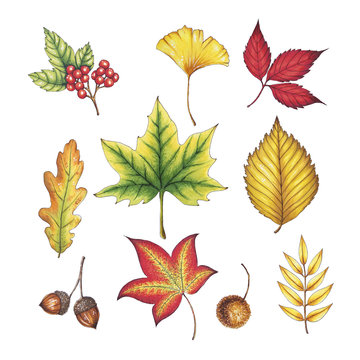 Hand drawn Autumn Leaves 