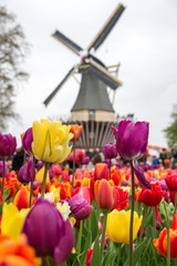 Fabulous landscape of Mill wind and tulips in Holland