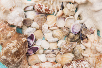 A bunch of beautiful shells of different shape and color