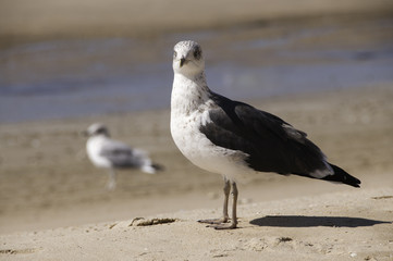 Gaviota en la playa