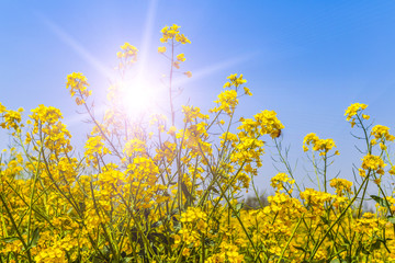 Fototapeta premium Blue sky background and rape flowers