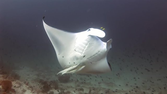 Manta ray underwater on background of school of fish in Maldives. Unique amazing video footage. Abyssal relax diving. Natural aquarium of sea and ocean. Beautiful animals.