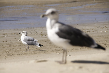 Gaviota en la playa de Cádiz 
