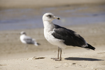 Gaviota en las playas de Cádiz 