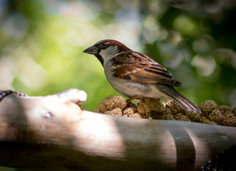 Male House Sparrow