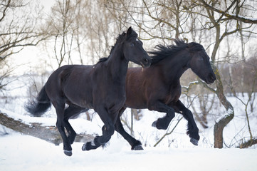 Black horses running gallop in winter forest