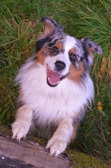 Australian Shepherd