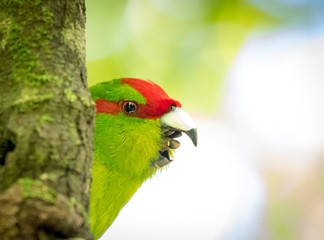 Happy Kakariki
