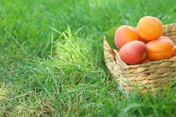 Wicker basket with fresh apricots on grass