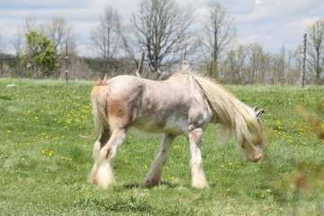 Skinny, white and beige long hair horse wearing an eye sunshade, while in a small pasture.  