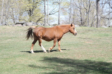 Brown colored horse in a small pasture, early in the spring season.  

