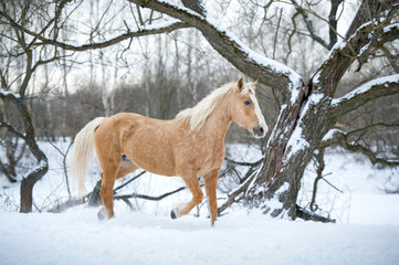 Fototapeta na wymiar Yelloy Palomino horse running gallop in winter forest