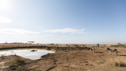 Zebra herd. Nambiti Game Reserve, South Africa.