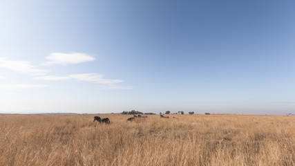 Fototapeta premium Zebra herd. Nambiti Game Reserve, South Africa.