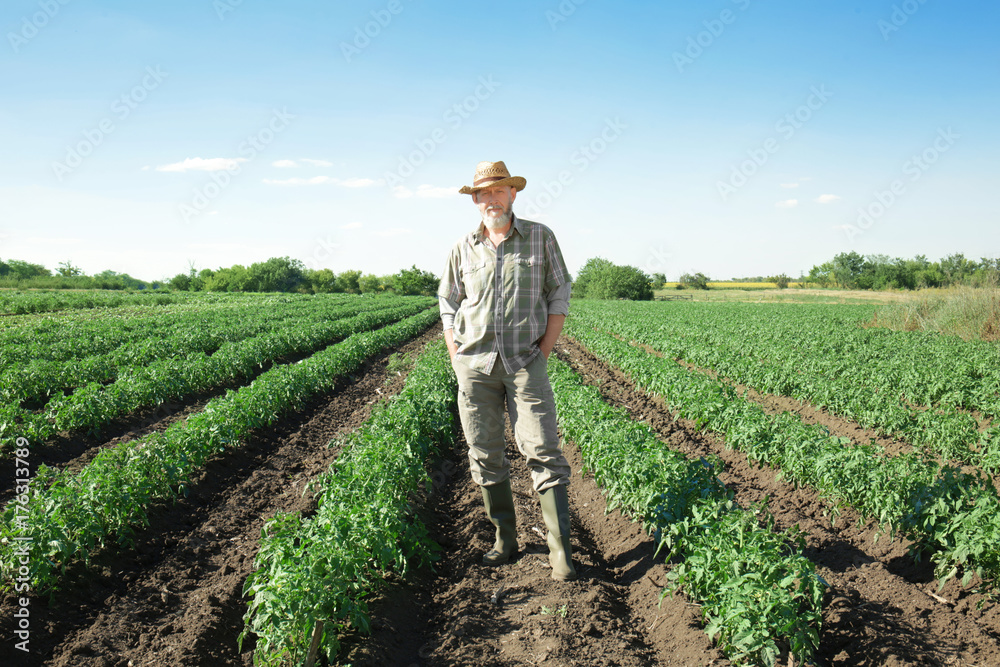 Sticker Mature farmer standing in field with green plants