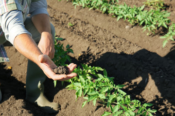 Farmer working in field