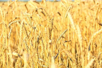 Wheat field with golden spikelets