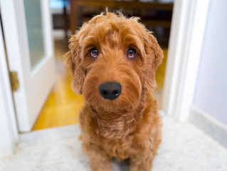 Portrait of miniature golden doodle with droopy expression