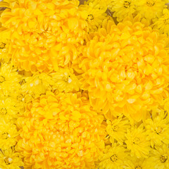 Flowers composition. Yellow chrysanthemums daisy flower background.