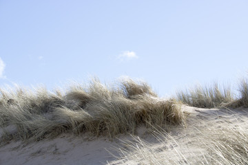 Grassy Sand Dunes at Newburgh Beach in front of Blue Sky