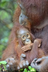 Obraz premium Mother orangutan and cub in a natural habitat. Bornean orangutan (Pongo pygmaeus wurmmbii) in the wild nature. Rainforest of Island Borneo. Indonesia. 