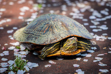 Red Eared Slider, Spring Sakura Petals Falling.