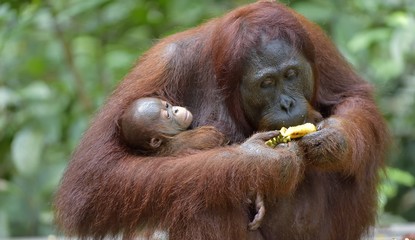 Fototapeta premium Mother orangutan and cub in a natural habitat. Bornean orangutan (Pongo pygmaeus wurmmbii) in the wild nature. Rainforest of Island Borneo. Indonesia. 