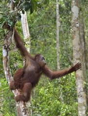 Bornean orangutan under rain on the tree in the wild nature. Central Bornean orangutan ( Pongo pygmaeus wurmbii ) on the tree  in natural habitat. Tropical Rainforest of Borneo.Indonesia