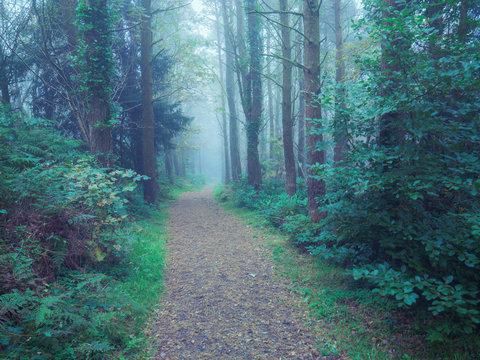 Foggy Autumn forest morning,Northern Ireland
