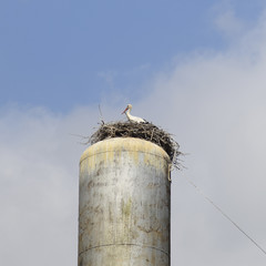 Stork on a roof of the water tower