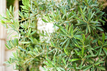 Fototapeta premium Green olive tree, closeup