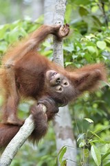 Cub of Central Bornean orangutan ( Pongo pygmaeus wurmbii ) swinging in tree in natural habitat. Wild nature in Tropical Rainforest of Borneo. Indonesia © Uryadnikov Sergey