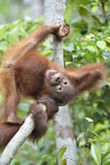 Cub of Central Bornean orangutan ( Pongo pygmaeus wurmbii ) swinging in tree in natural habitat. Wild nature in Tropical Rainforest of Borneo. Indonesia