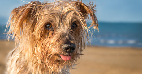 expressive dog blurred sea background. Doggy hairy ear Lost Horizon in a contemplative attitude, Copy space Yorkshire Terrier brown.
