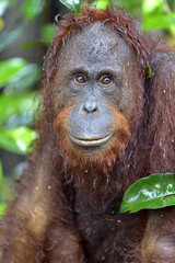 A close up portrait of the Bornean orangutan (Pongo pygmaeus) under rain in the wild nature. Central Bornean orangutan ( Pongo pygmaeus wurmbii ) in natural habitat. Tropical Rainforest of Borneo. © Uryadnikov Sergey