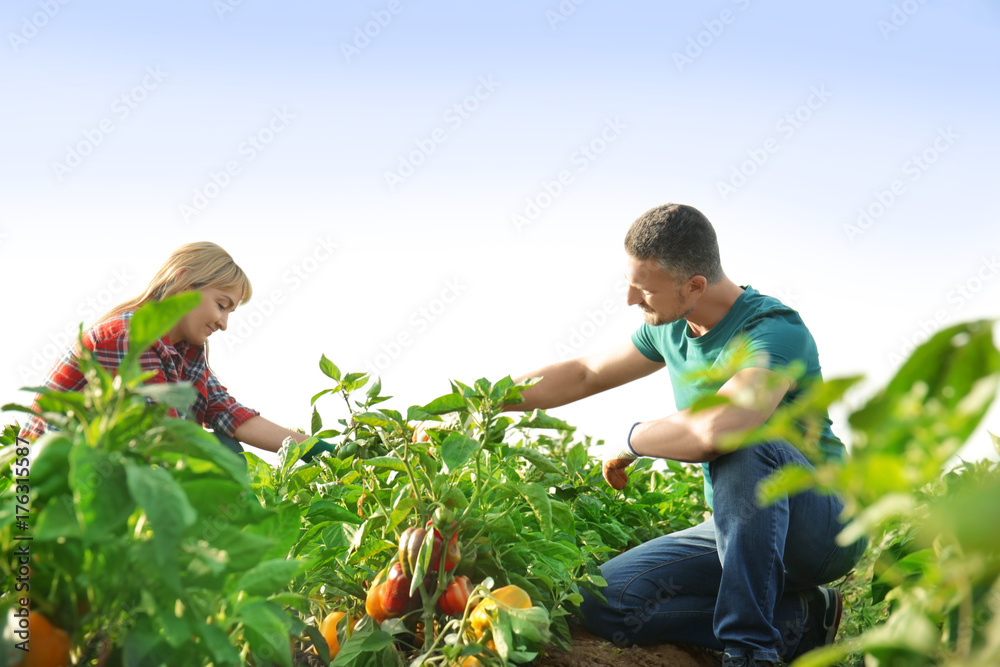 Canvas Prints two farmers working in field