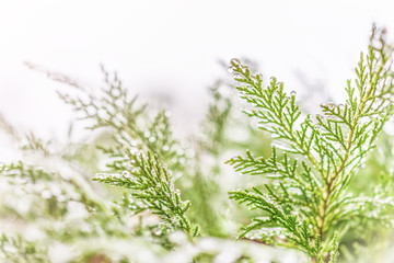 Frost water drops on juniper tree macro closeup isolated against sky with soft sunlight