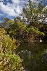 Early autumn landscape. Wild river flowing along the banks, densely overgrown with bushes and trees.