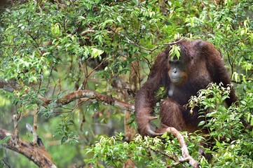 Bornean orangutan under rain on the tree in the wild nature. Central Bornean orangutan ( Pongo pygmaeus wurmbii ) on the tree  in natural habitat. Tropical Rainforest of Borneo.Indonesia © Uryadnikov Sergey